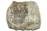 Tyrannosaur (Albertosaurus?) Vertebra Centrum - Montana #326419-3